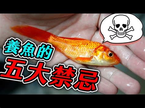 養什麼魚最好養|養魚新手入門：12個教學讓你養魚一次上手（新手必讀）